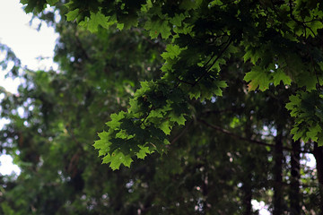 maple branch with thick green leaves
