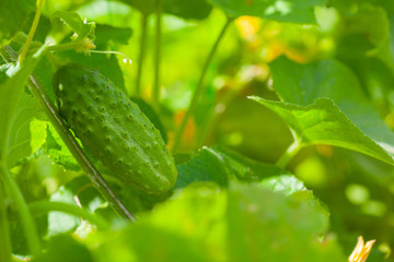 ripe cucumbers in the garden in village