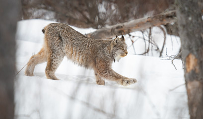 Canadian lynx in the wild