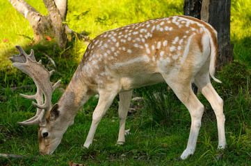 Naklejka na ściany i meble Fallow deer buck grazing in the shade at Park Omega Quebec