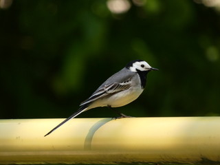 White wagtail (Motacilla alba) - black and white tiny bird on a yellow railing