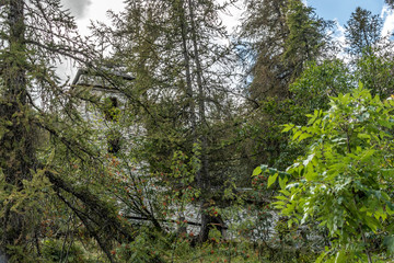chapelle dans les bois dans les Alpes