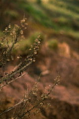 Fototapeta premium Natural autumn flower warm pink