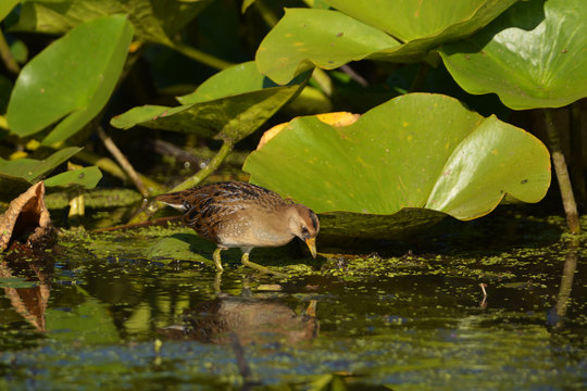 Sora bird walking through wetlands