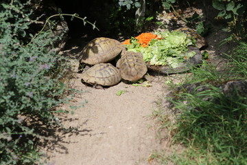 turtle on the ground