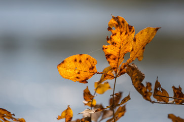 Autumn Fall Colors Orange Red