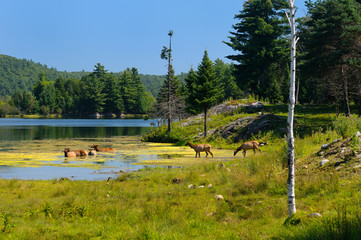 A group of female Elk deer going for a swim in a Lake in Quebec