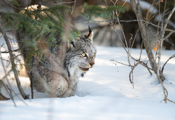 Canadian lynx in the wild