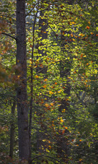Autumn Fall Colors Orange Red