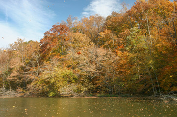 Autumn Foliage Red and Yellow Leaves