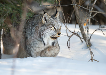 Canadian lynx in the wild