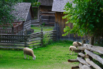 Sheep grazing in sheep-pen