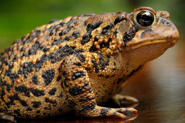 Side view of an Eastern American Toad