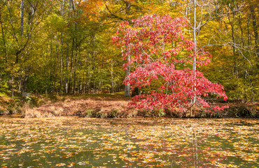 Autumn Foliage Red and Yellow Leaves