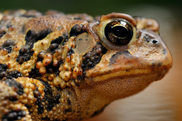 Close up side view of an Eastern American Toad