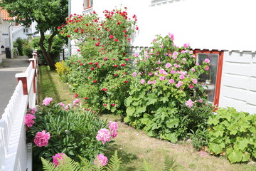 Naklejka premium Summer flowers in the garden, Sweden