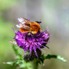 Bourdon sur une fleur