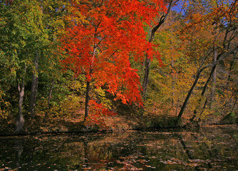 Autumn Fall Colors Water Trees