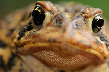 Close up front view of an Eastern American Toad face
