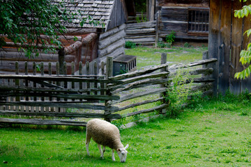 Sheep grazing in sheep-pen