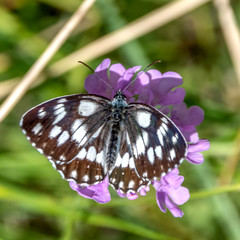 Papillon sur une fleur