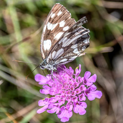 Papillon sur une fleur