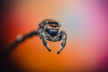 A female jumping spider (Phidippus regius) crawling on a twig. Autumn warm colors, macro, sharp details. Beautiful big eyes.