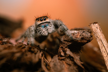 A female jumping spider (Phidippus regius) crawling on a dry stick. Autumn warm colors, macro, sharp details. Beautiful huge eyes are looking at the camera.