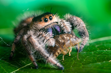 A jumping spider (Phidippus regius) eating its prey cockroach on a green leaf. Macro, big eyes, sharp details. Beautiful big eyes and big fangs.