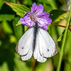 Papillon sur une fleur