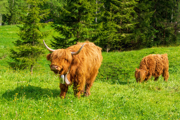 Galloway - Rind - Kuh - Hörner - Fell