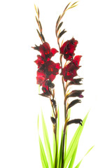 Studio Shot of Red Colored Gladiolus Isolated on White Background. Macro.