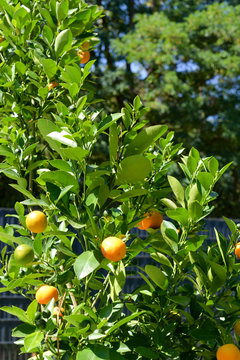 Calamondinorange (Citrofortunella microcarpa)