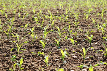 Fresh green stems growing in the field