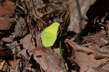The first spring butterfly in the forest