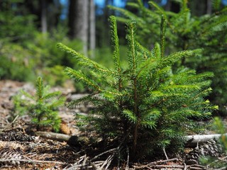 Junge Fichtenbäume sprießen aus dem Waldboden
