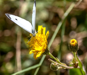 Papillon sur une fleur