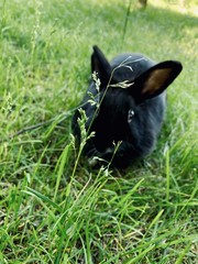Króliczek w zieleni, naturalny bez efektów dodatkowych. © Marek