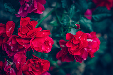 romantic red roses with green leaves