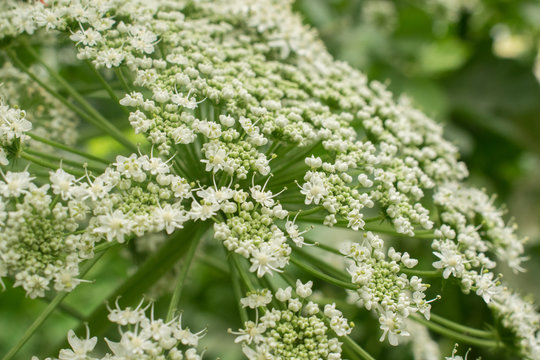 Heracleum is a genus of plants in the Umbrella family, flowers close-up