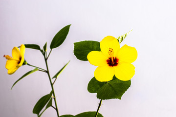 isolated yellow hibiscus flower detail