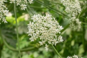 Inflorescence of Heracleum closeup white flowers
