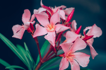 pink oleander flower and green leaves