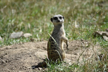 meerkat on the lookout