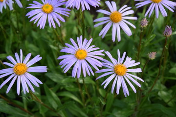 Aster gawędka kwiaty © Anna