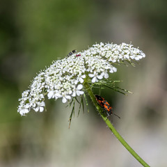 insecte et fleur