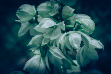 detail of white yucca flower