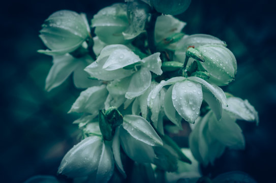 Detail Of White Yucca Flower