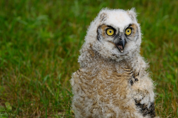 Obraz premium Wide eyed Great Horned Owl chick screeching on the ground