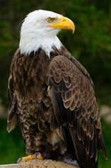 Threatened and threatening Bald Eagle standing on a stump in the rain in a forest